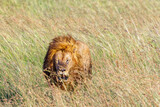 Tired old male lion walking in high grass