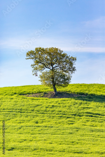 Lonely tree on a green field