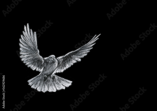 Single white pigeon isolated on black background. Hand drawn chalk picture with paper texture. Bitmap image