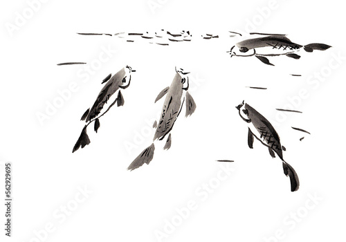 Several fishes eat food on surface of the water. Hand drawn in chinese ink with paper texture. Isolated on white. Inkdrawn collection. Bitmap image photo