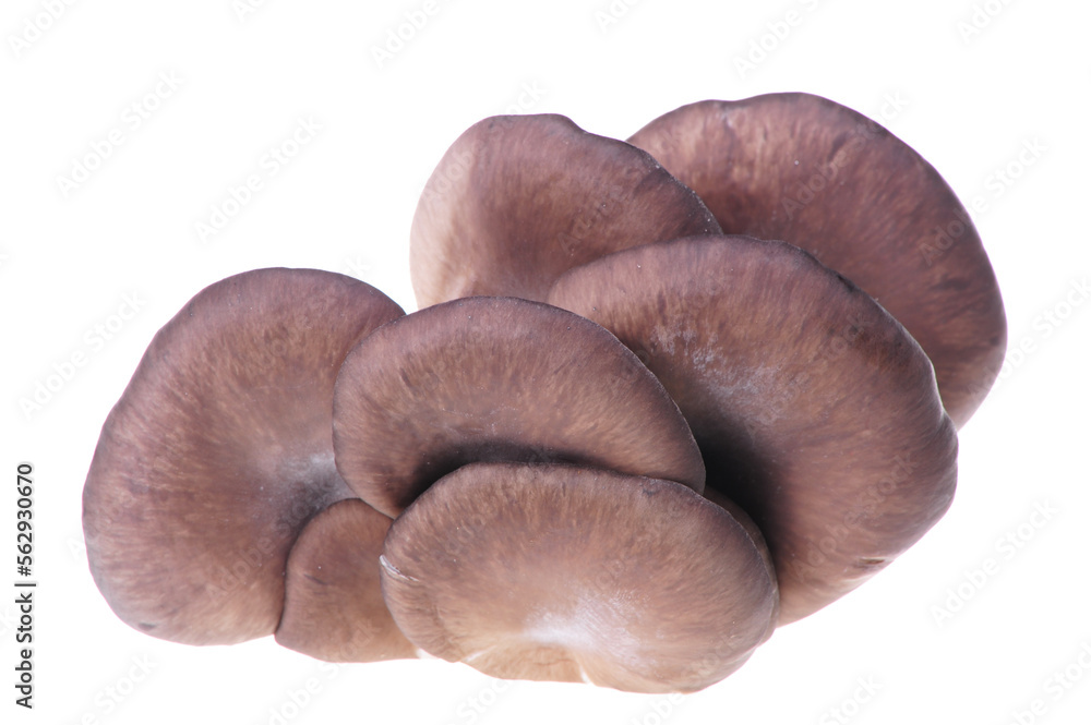oyster mushroom on white background oyster mushroom on white background