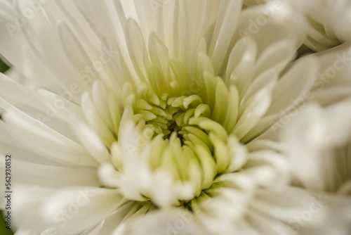 Close-up of chrysanthemum photo