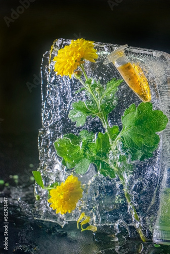 Natural essence or organic extract preparation from frozen flowers and leaves. Natural ingridients use for alternative medicine, healthy cosmetics concept.