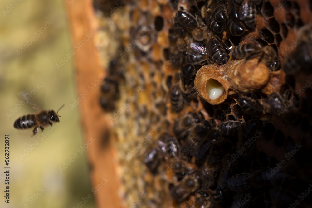 Nurse bees take care of a queen bee egg in a queen cup filled with ...