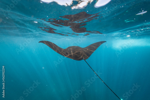 Manta ray swimming underwater, Nusa Penida, Bali, Indonesia photo