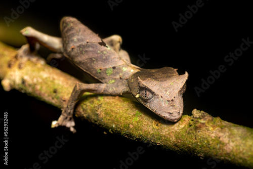 Satanic leaf-tailed gecko  Uroplatus phantasticus   eyelash leaf-tailed gecko or phantastic leaf-tailed gecko  endemic bizarre species of gecko. Ranomafana National Park  Madagascar wildlife animal.
