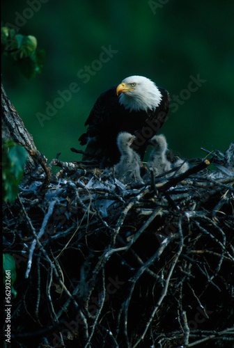 American bald eagle (Haliaeetus leucocephalus) and young eaglets. photo