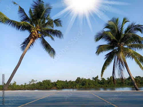 palm tree on the beach with sunny blue sky 