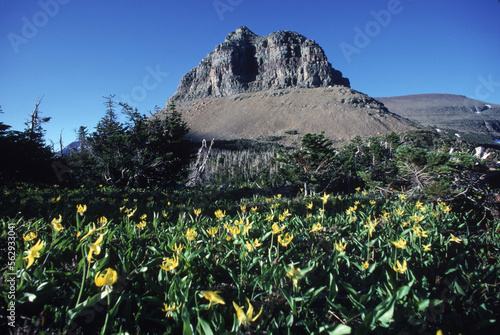 Yellow Flowers in Logan Pass, Glacier National Park. photo