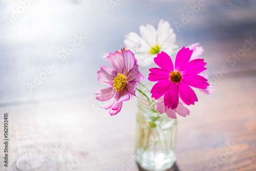 Wallpaper Mural コスモスを飾る Torontodigital.ca