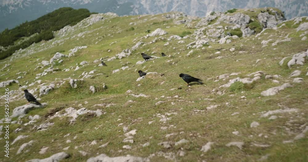 Black birds (alpine chough) walking on the grass on top of mountain Raduha, many rocks sticking out, nearby mountain visible in the background. Black birds (alpine chough) walking on the grass on top of mountain Raduha, many rocks sticking out, nearby mountain visible in the background.