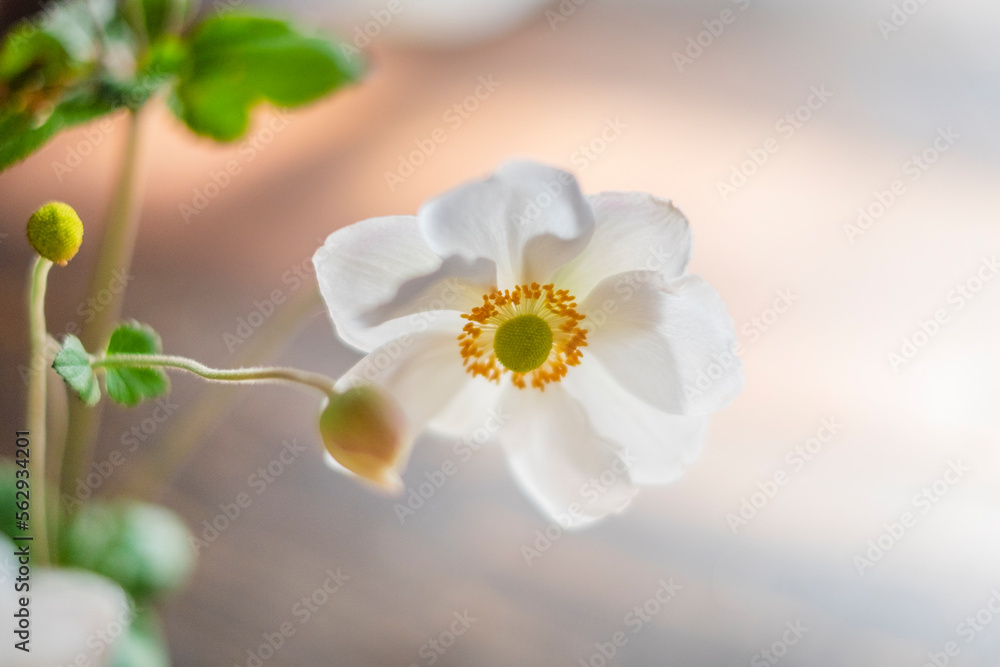 Obraz premium シュウメイギク