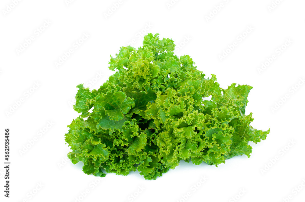 Organic Lactuca sativa isolated on white background. Organic Lactuca sativa isolated on white background.