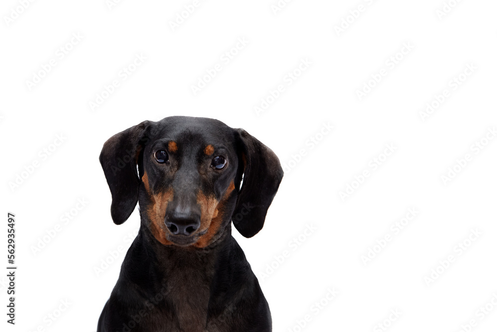 Beautiful portrait of one dog of the Dachshund breed on a white isolated background. Looking into the camera. Sad look. Selective focus on the eyes. The concept of goods for animals, cover. Beautiful portrait of one dog of the Dachshund breed on a white isolated background. Looking into the camera. Sad look. Selective focus on the eyes. The concept of goods for animals, cover.