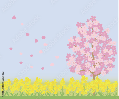 桜の木と菜の花畑
