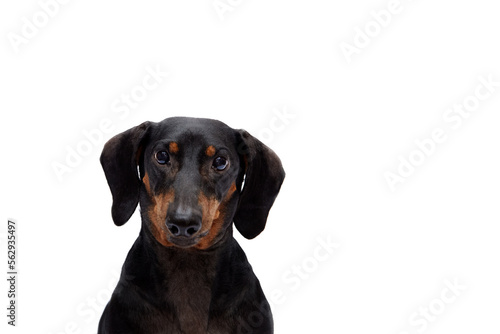 Beautiful portrait of one dog of the Dachshund breed on a white isolated background. Looking into the camera. Sad look. Selective focus on the eyes. The concept of goods for animals, cover. © natabook2015