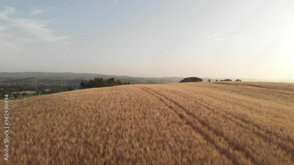 aerial view of typical tuscany wheat field in Crete Senesi in golden light, summer aerial view of typical tuscany wheat field in Crete Senesi in golden light, summer