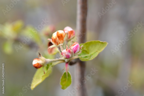 Mantet apple tree flowers