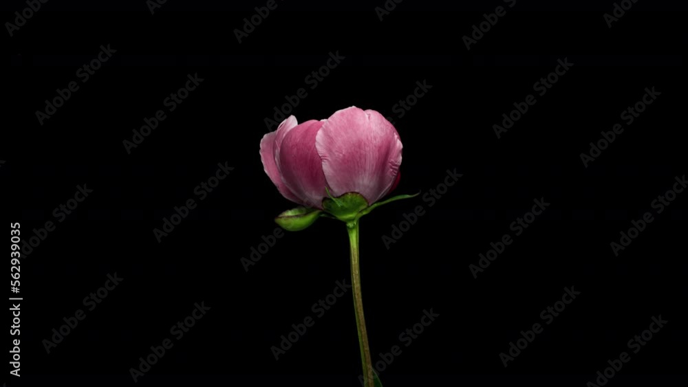 Time Lapse of Opening Red Flower Buttercup on a Black Background. Side View on Ranunculus Flower Blooming in Timelapse. Viva Magenta in Color Trends Time Lapse of Opening Red Flower Buttercup on a Black Background. Side View on Ranunculus Flower Blooming in Timelapse. Viva Magenta in Color Trends