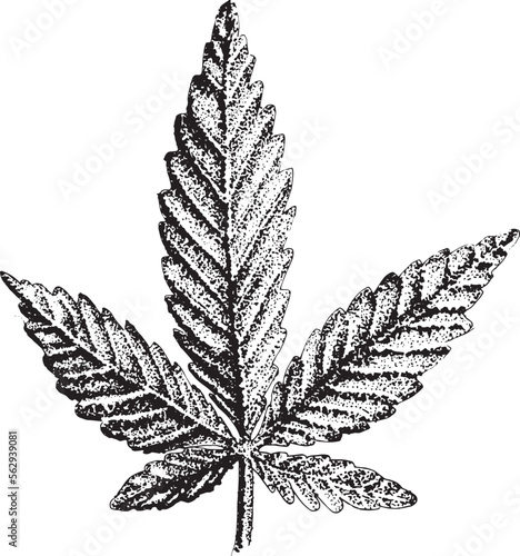 Cannabis  hand-drawn etching in vector, and ink drawing. 