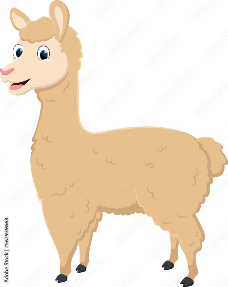 Llama cartoon isolated on white background