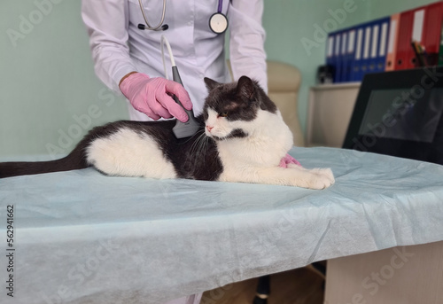 Doctor veterinarian making ultrasound examination of abdomen of kitten in clinic