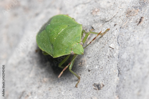 Southern green shield bug, Nezara viridula, walking on a rock under the sun