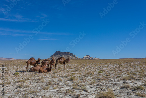 camels in the desert