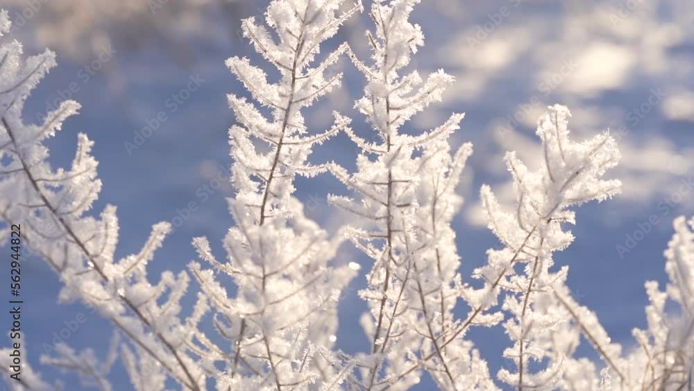 Bush brunch covered by hoarfrost on blue sky background. Bush brunch covered by hoarfrost on blue sky background.