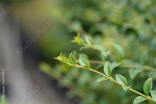 Delavay privet branch with leaves