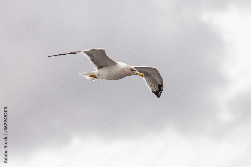 seagull in flight against the blue sky, over the blue sea. seagull in flight against the blue sky, over the blue sea.
