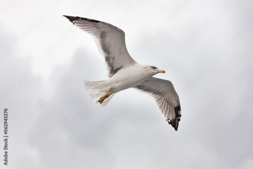 Obraz premium seagull in flight against the blue sky, over the blue sea.