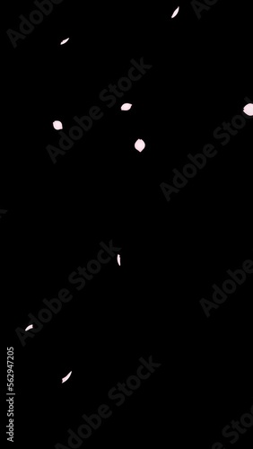 舞い落ちる立体的な桜の花びらの縦型ループアニメーション動画素材　背景透過のアルファチャンネル付き