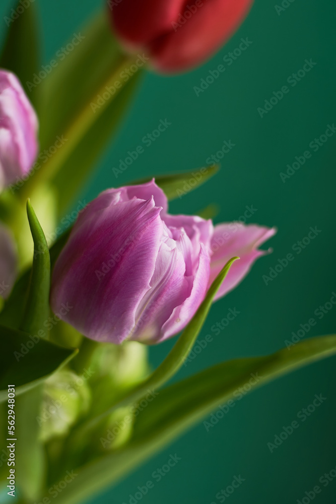 Pink and red tulips on dark green background. Copy space. Greeting card. Valentines day Pink and red tulips on dark green background. Copy space. Greeting card. Valentines day