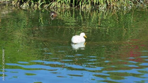 White duck swimming in pond in Southern California  photo