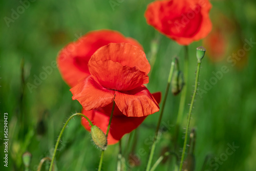 Field of poppy flowers papaver rhoeas in spring.
