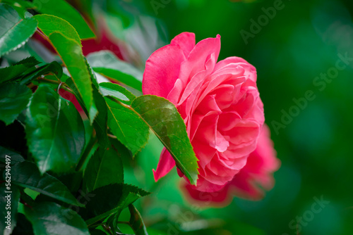 Pink rose on a background of green leaves.