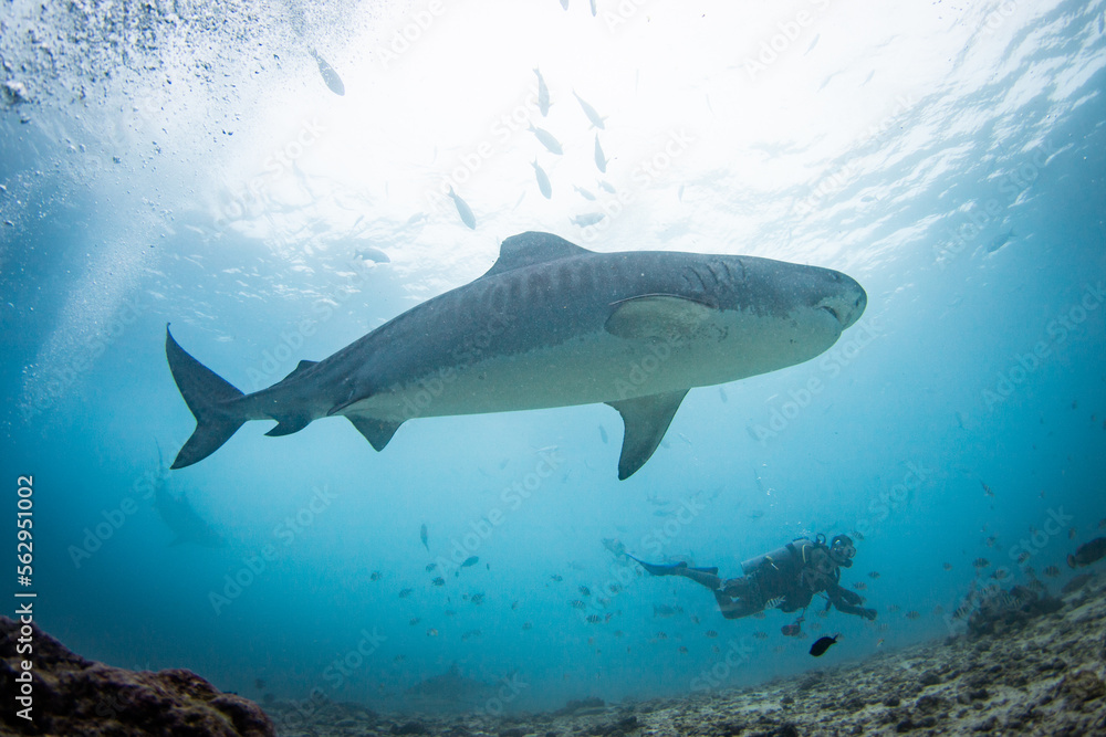 Fototapeta premium a scuba diver feed a very big tiger shark. concept of travel and diving tools. love for nature and oceans. Shark Diving