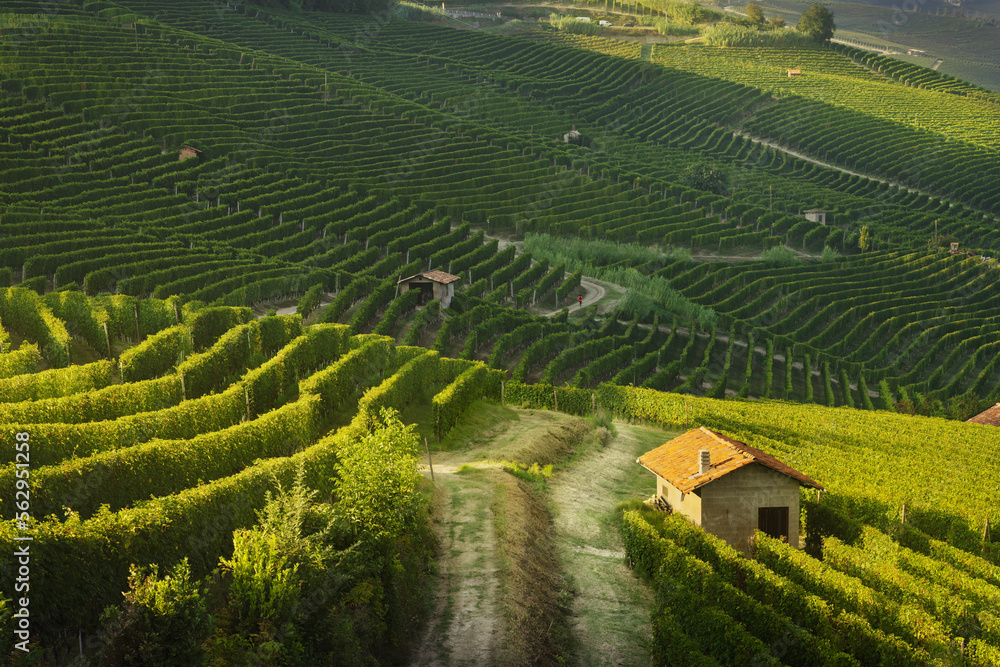 Langhe, path among the vineyards, Barolo, Piedmont, Italy.