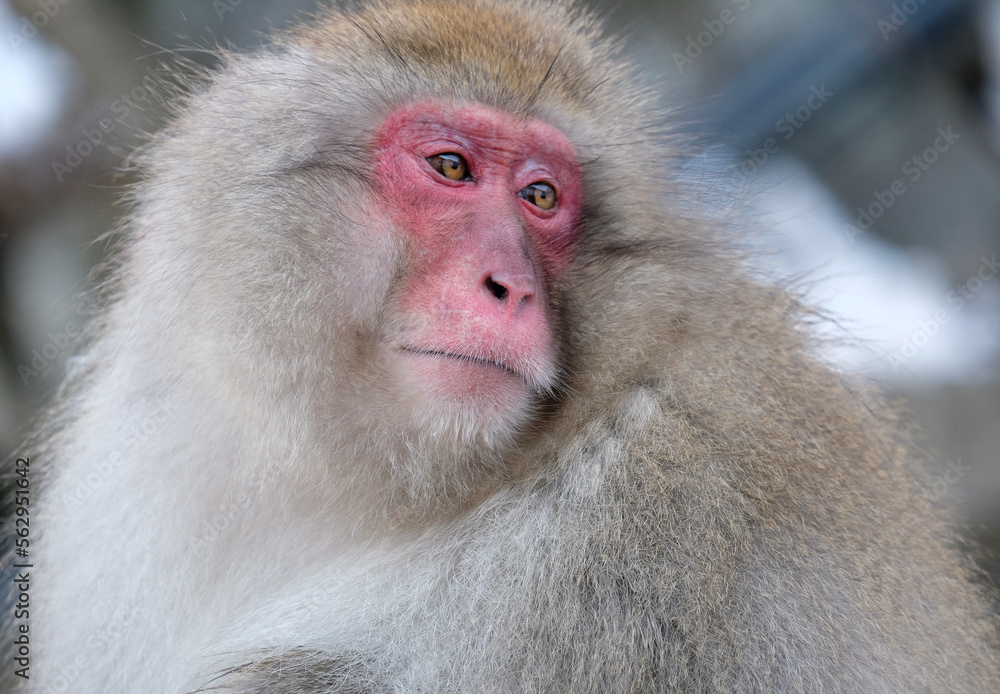 Snow monkey in Nagano prefecture, Japan Snow monkey in Nagano prefecture, Japan