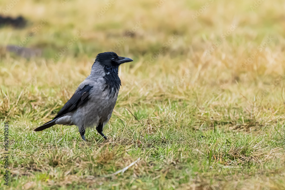 The hooded crow (Corvus cornix), also called the scald-crow or hoodie The hooded crow (Corvus cornix), also called the scald-crow or hoodie