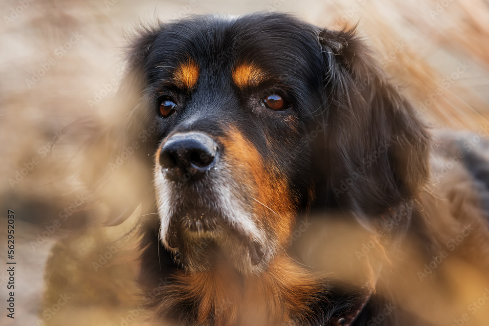 black and gold Hovie dog hovawart portrait through the reeds black and gold Hovie dog hovawart portrait through the reeds