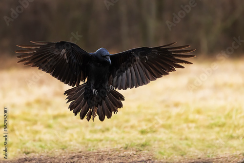 common raven (Corvus corax) with outstretched wings © michal