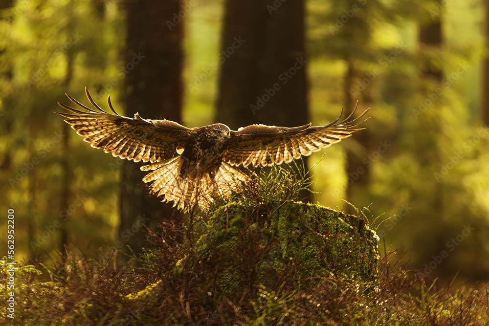 Fototapeta premium common buzzard (Buteo buteo) lands on a stump