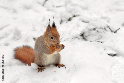 A forest fluffy squirrel gnaws on an oak acorn in a winter park. © Ludmila