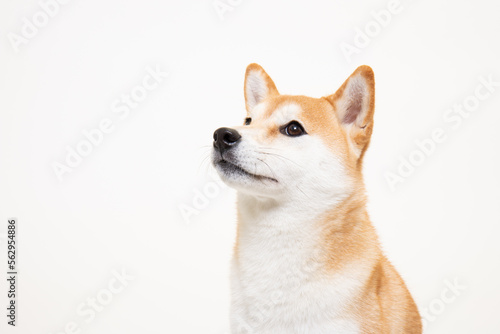 若くてかわいい柴犬（1歳）のスタジオ写真	