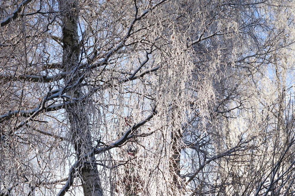 Obraz premium tree in winter, branches