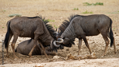  Blue wildebeest ( Connochaetes raurinus) Kgalagadi Transfrontier Park, South Africa
