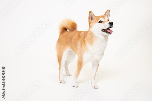 若い柴犬（1歳）のスタジオ写真	