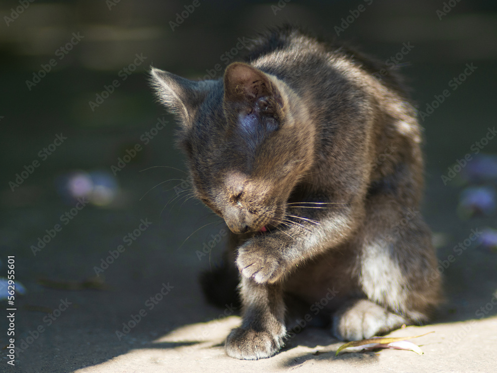 A small gray kitten is cleaning itself A small gray kitten is cleaning itself